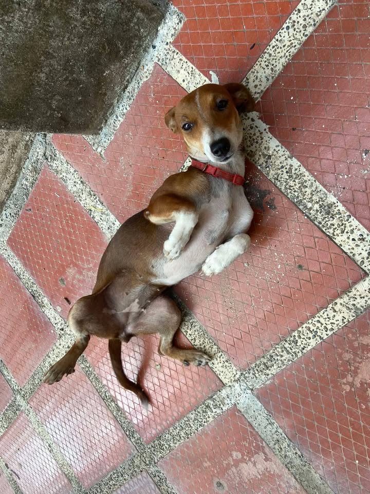 Perrita rescatada por pirotecnia en Santa Ana, Magdalena 