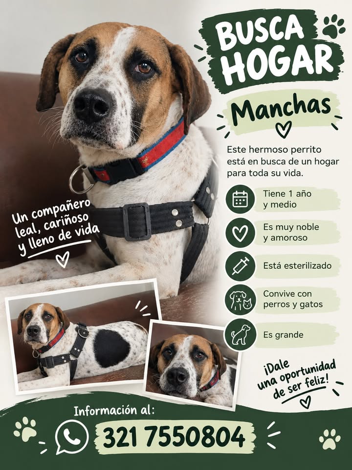 Adorable perro Manchas busca hogar en Pereira 