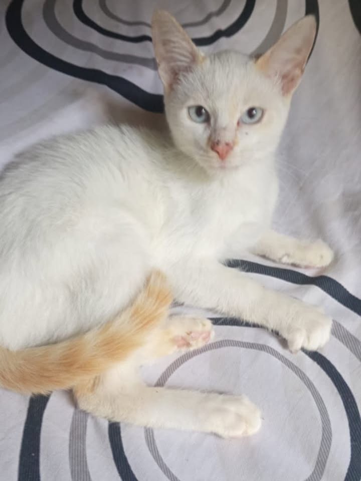 Adopción de gatito de 3 meses en Pereira 