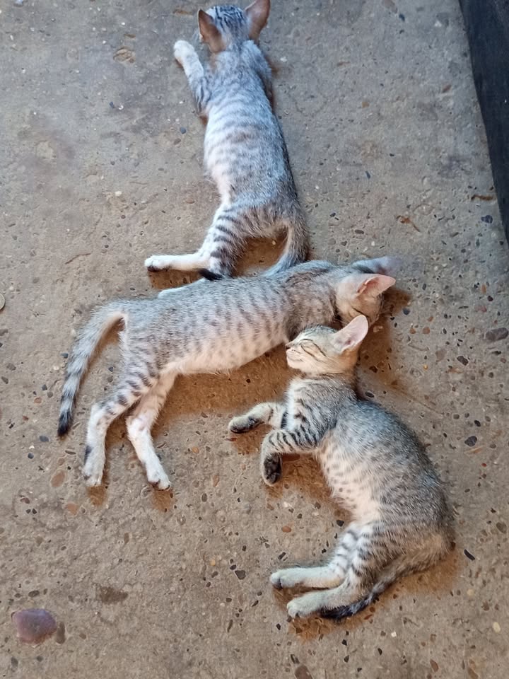 Adopción responsable de gatitos 