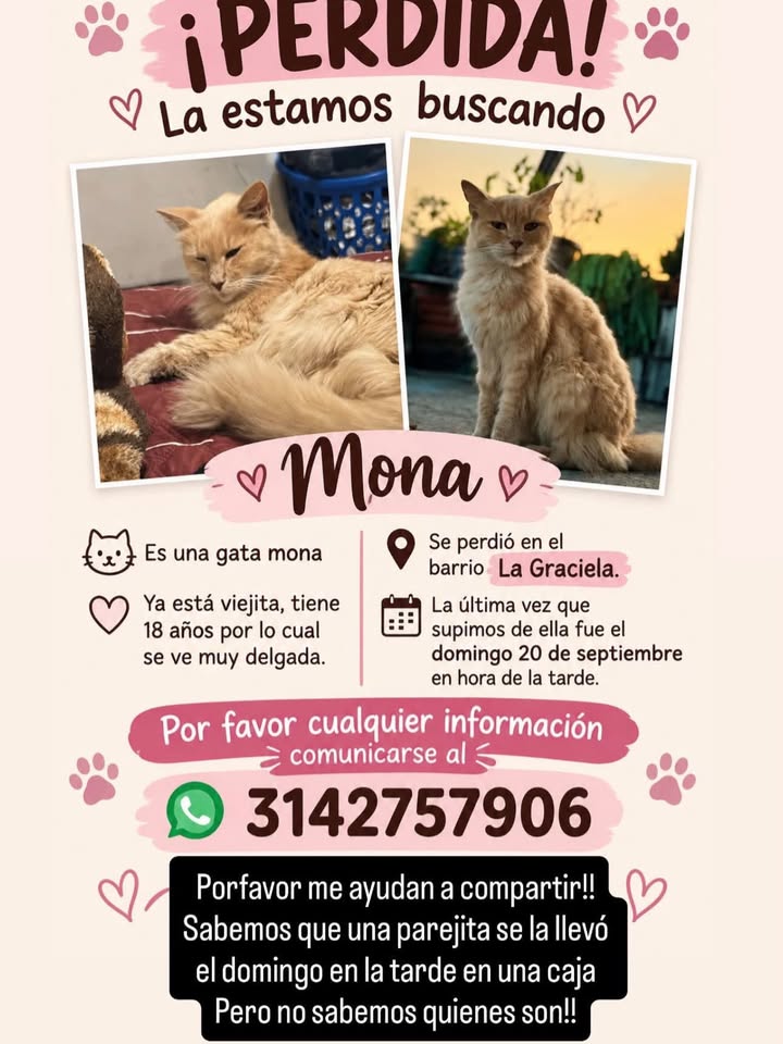 Gata Mona Perdida en Pereira 