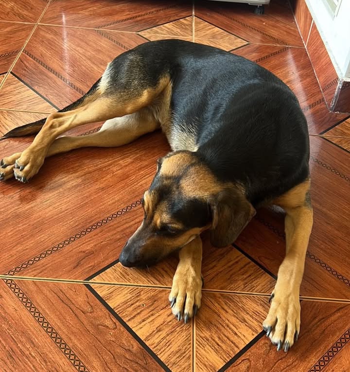 Perra en adopción en Pereira, Risaralda 