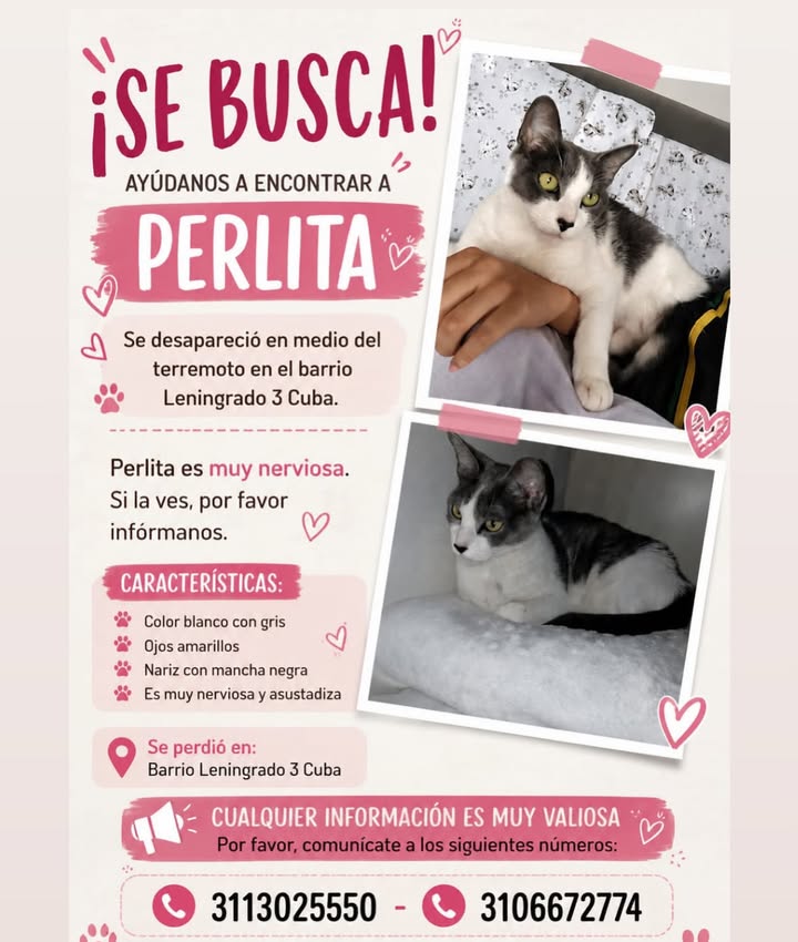 Gata perdida en Pereira, Risaralda: ¡Ayuda a encontrar a Perlita! 