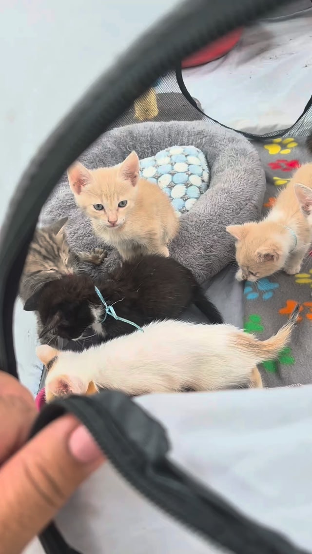 Adopta gatitos adorables en Bogotá 