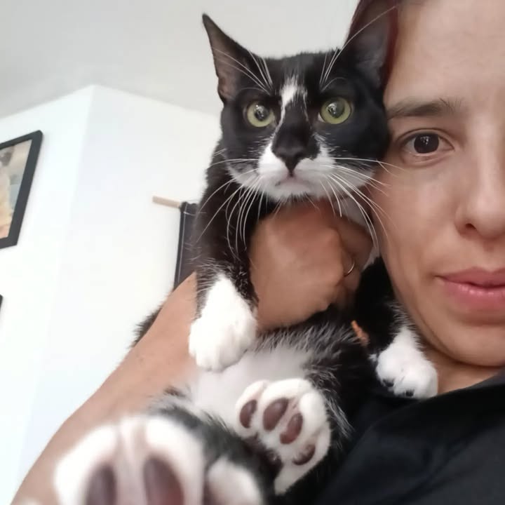 Gata Cleopatra busca hogar en Bogotá 