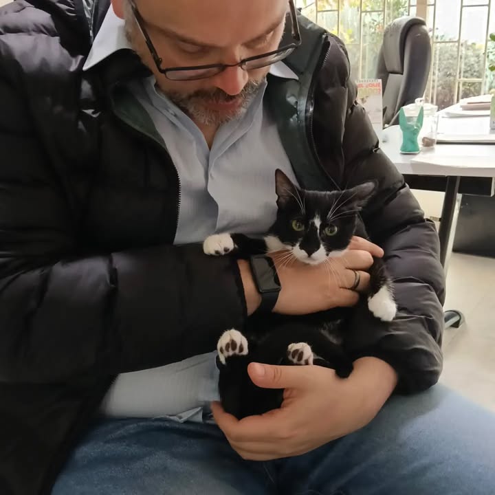 Gata Cleopatra busca hogar en Bogotá 