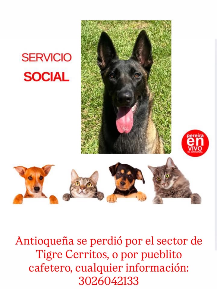 Perro perdido en Pereira 