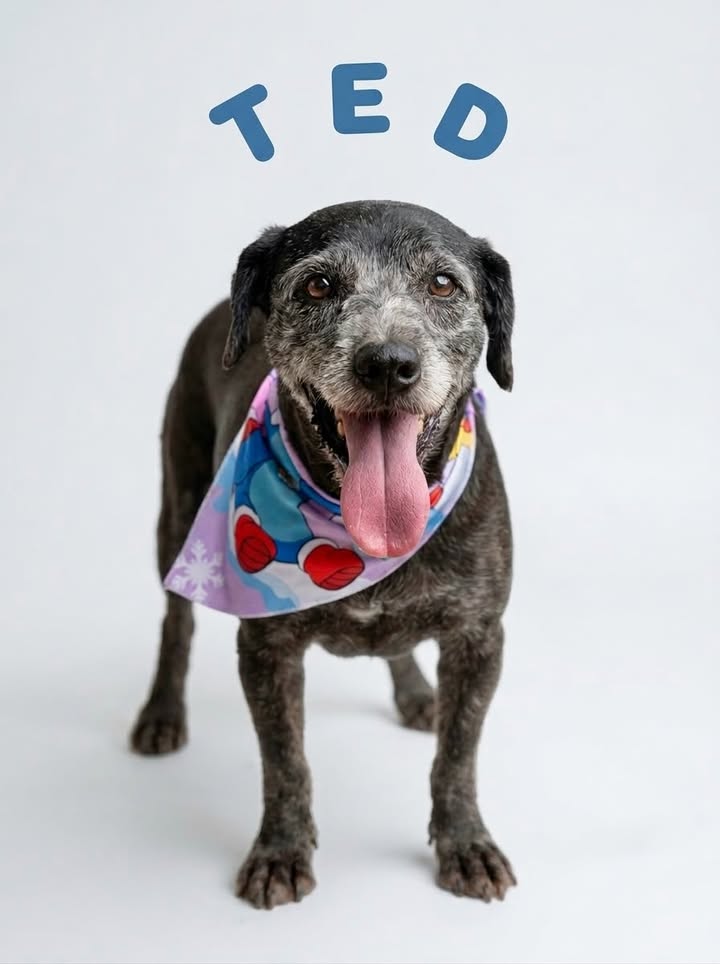 Adopta a Ted, perro noble en busca de familia 
