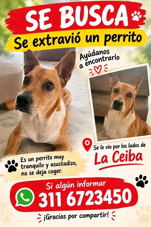 Perro perdido en Tuluá, Valle 