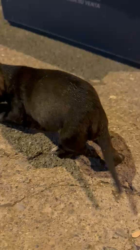 Bebé rescatada en Tuluá necesita ayuda veterinaria urgente 