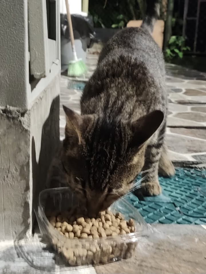 Adopción de perro macho en Pereira, Risaralda, Colombia 