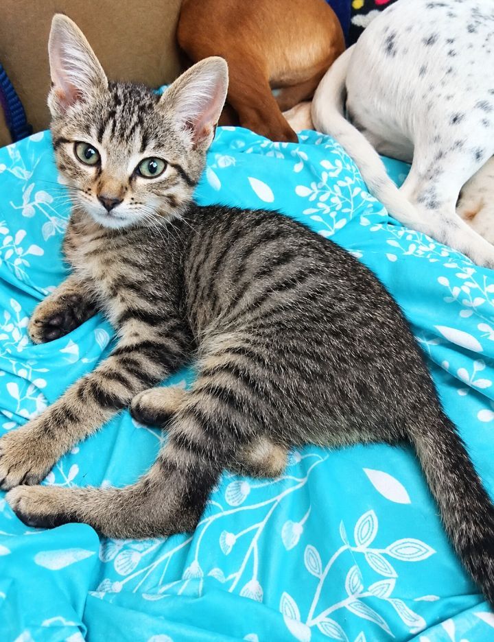 Gato atigrado perdido en Neira, Caldas 