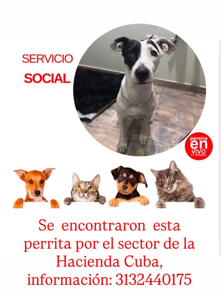 Perra encontrada en Hacienda Cuba 