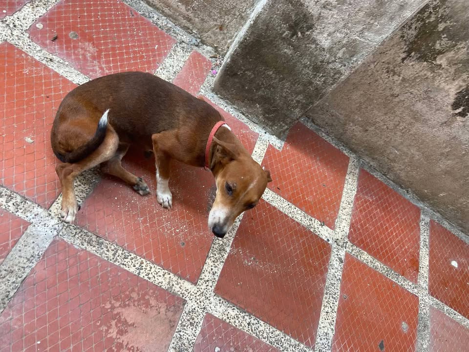 Perrita rescatada por pirotecnia en Santa Ana, Magdalena 