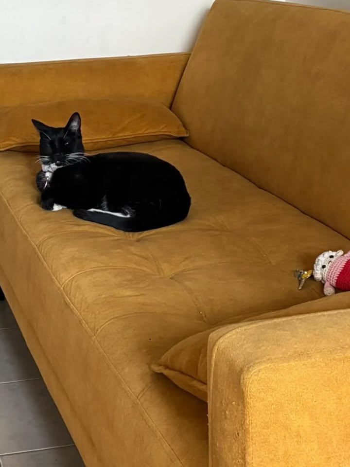 Adopción Gato Reni en Bogotá 