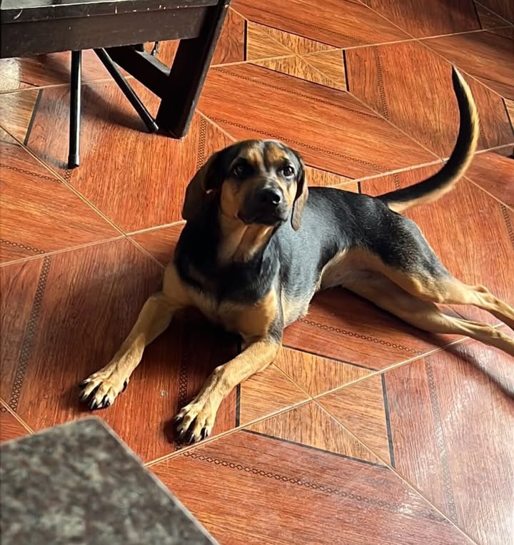 Perra en adopción en Pereira, Risaralda 