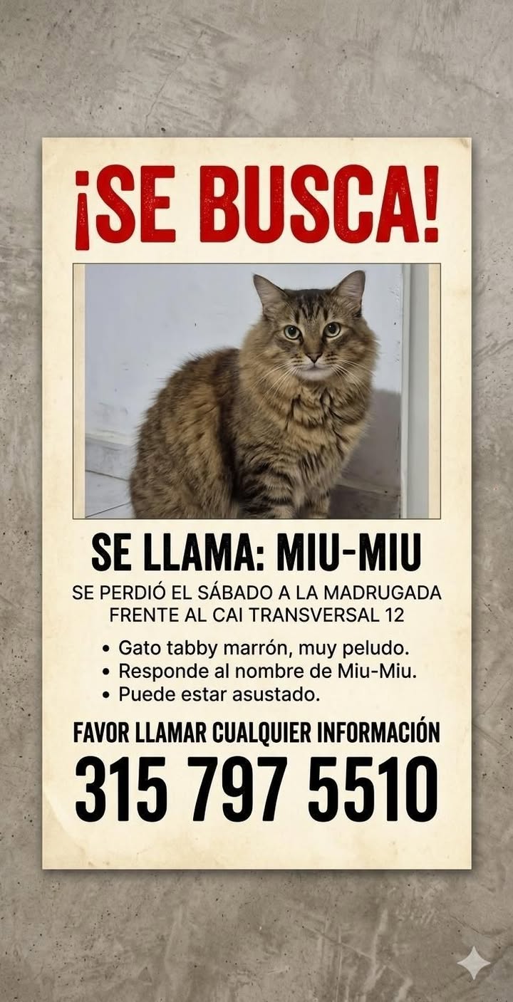 Gato tabby marrón perdido en Tuluá 