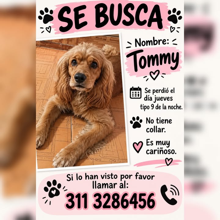 Perro perdido en La Virginia, Risaralda 