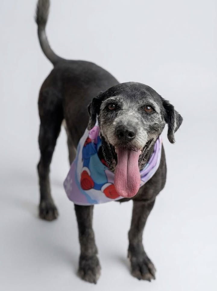 Adopta a Ted, perro noble en busca de familia 