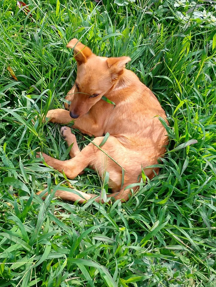 Cachorro en adopción en Amagá, Antioquia 