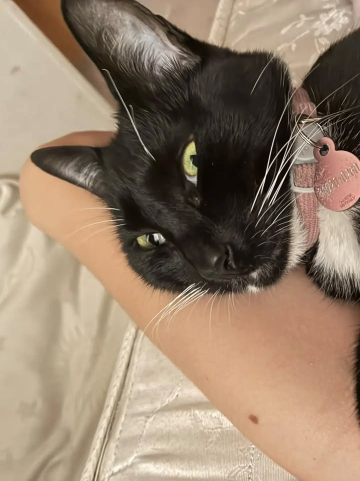 Adopción Gato Reni en Bogotá 