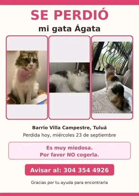 Gata perdida en Tuluá 