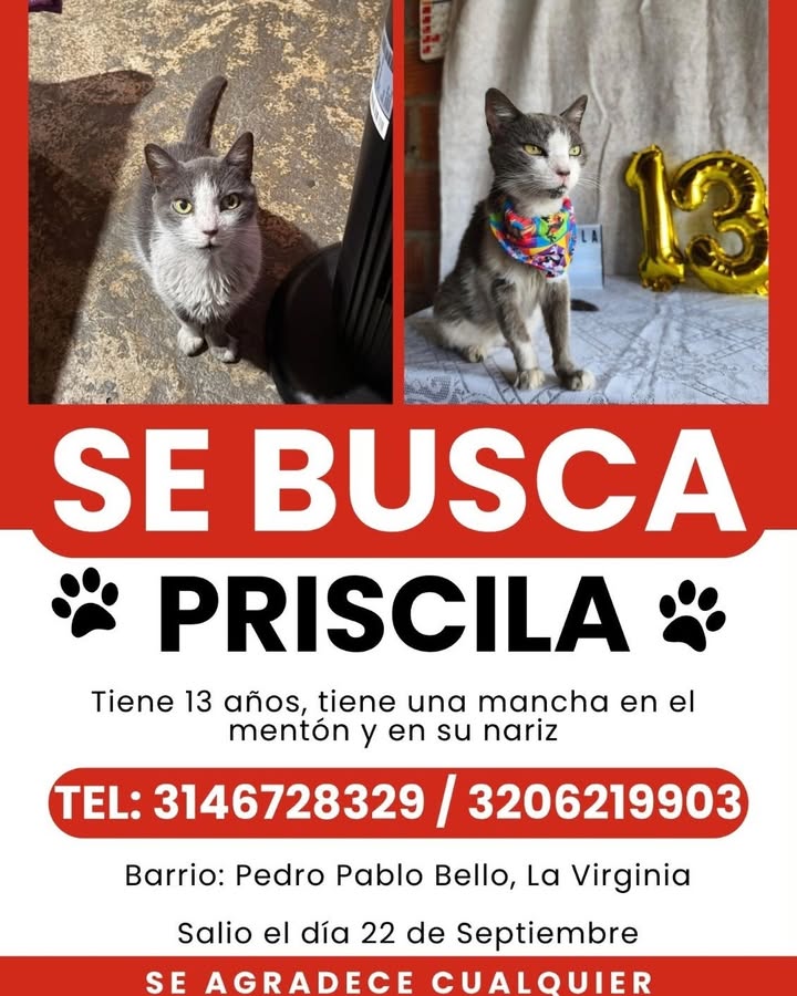 Gata perdida en Risaralda 