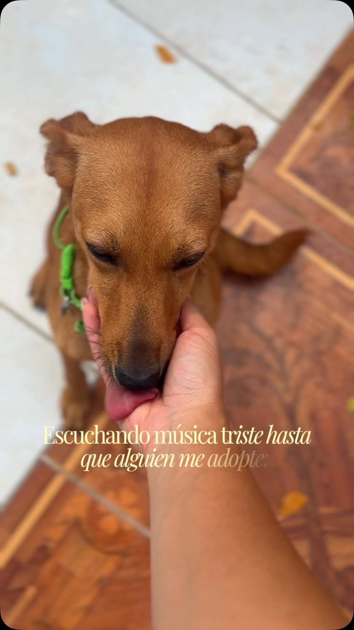 Adopción de Ratona en Cartago, Valle 