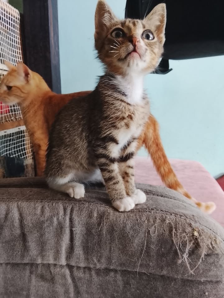 Michi gato atigrado perdido en Neira Caldas 