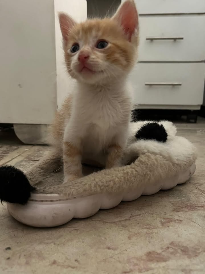 Gatita Mía busca hogar de amor en Tuluá 