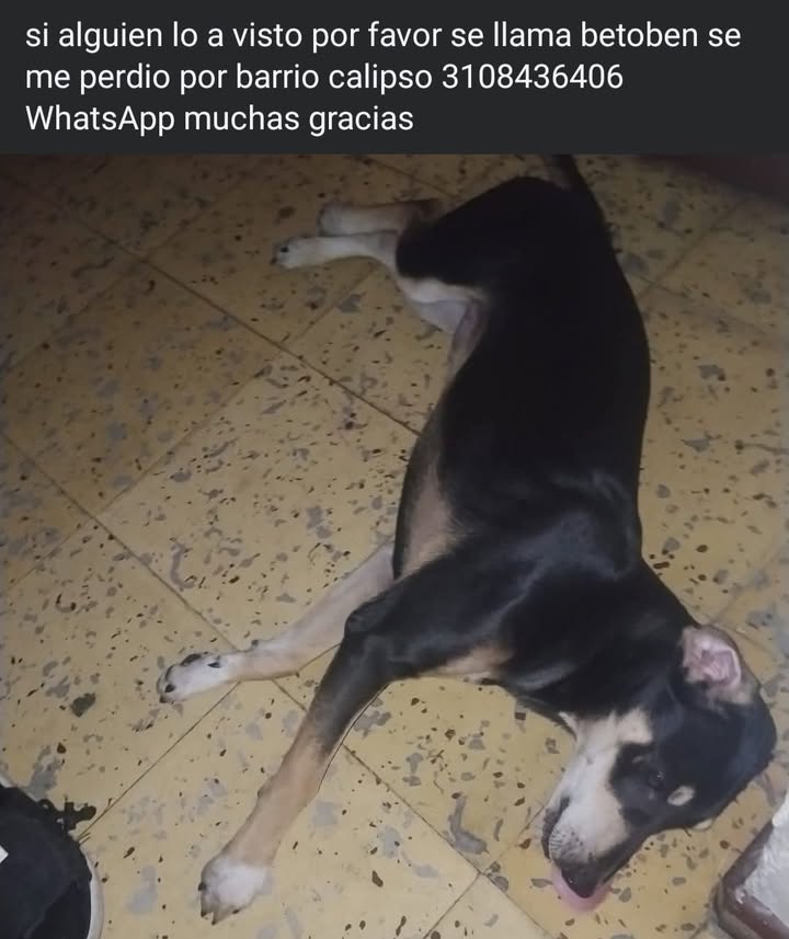 Perro perdido en Cali 