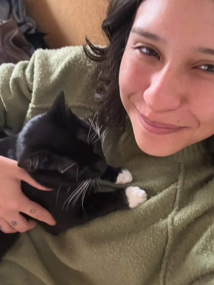 Adopción Gato Reni en Bogotá 