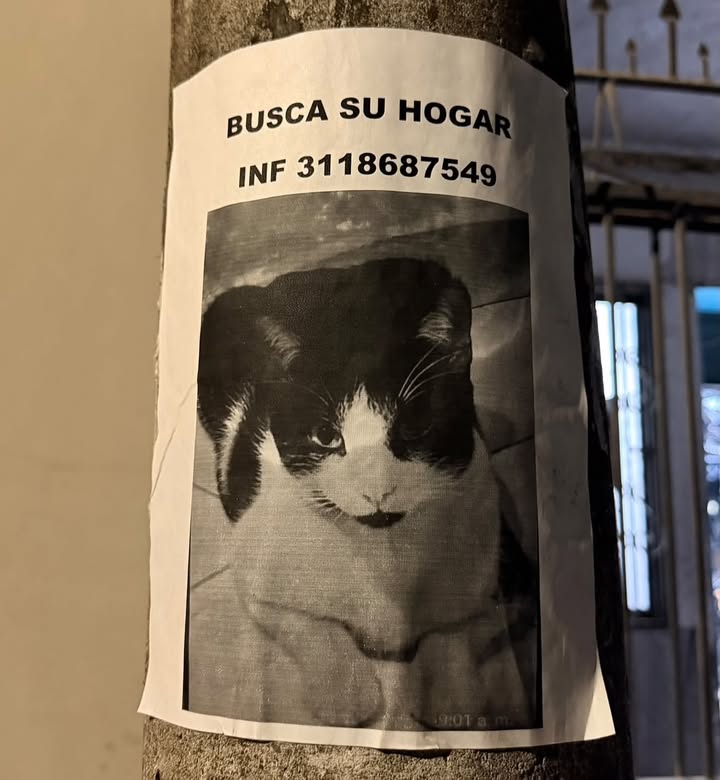 Busca Hogar Gato Negro y Blanco en Pereira 