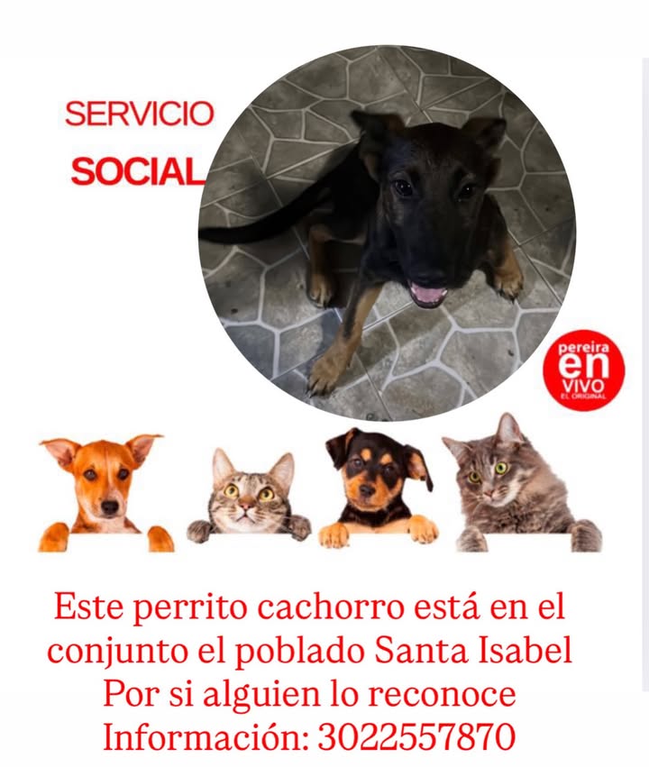 Perrito cachorro perdido en Pereira 