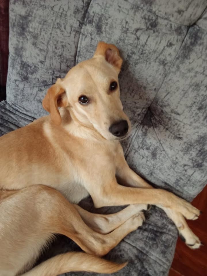 Perro en adopción en Pereira, Risaralda 