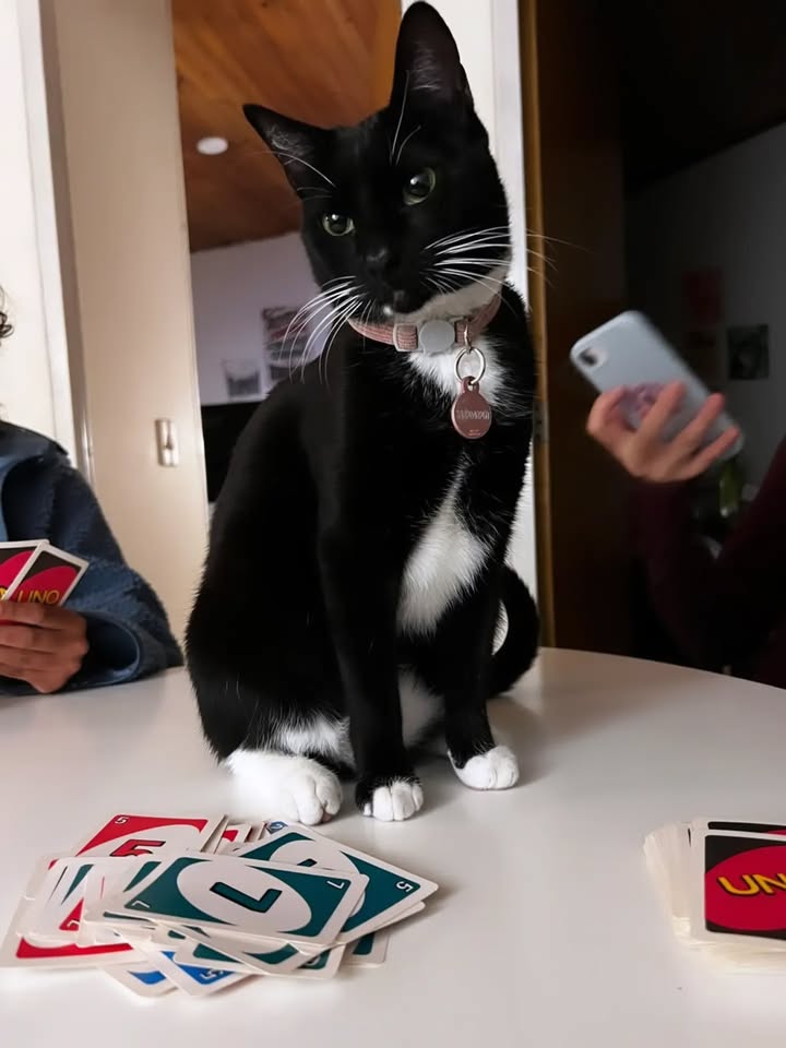 Adopción Gato Reni en Bogotá 