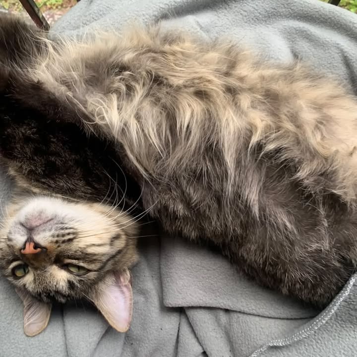 Ragnar, gato en adopción en Bogotá 
