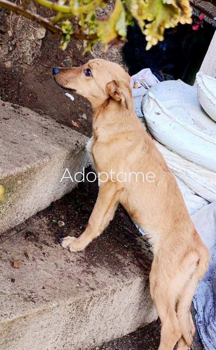 Cachorro en adopción en Amagá, Antioquia 