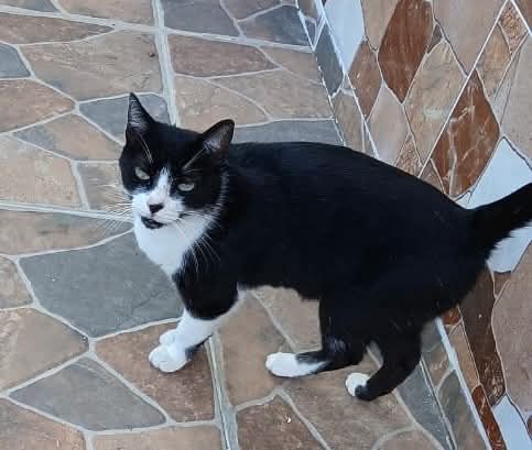 Gatica en busca de hogar responsable 
