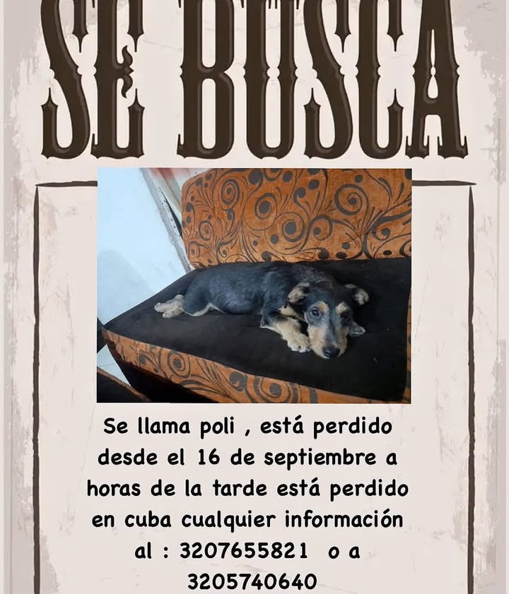 Perro perdido en Pereira, Risaralda 