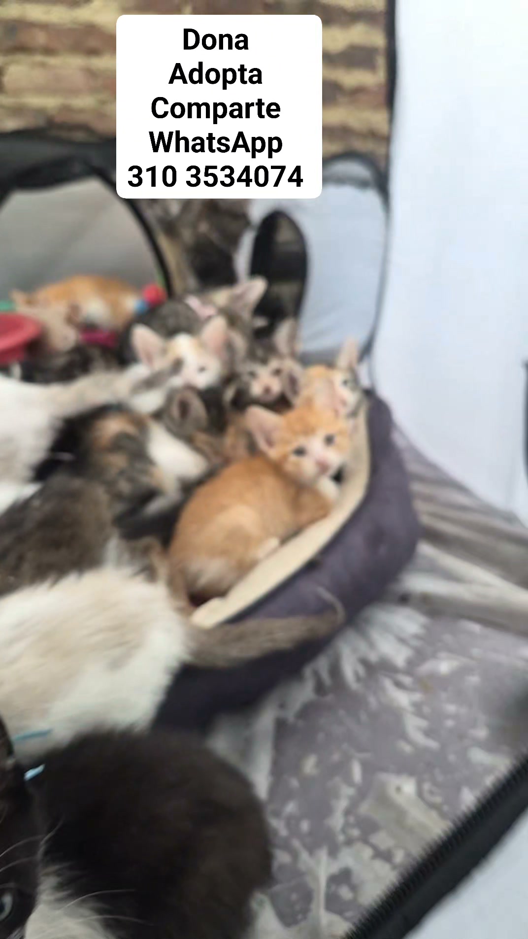 Adopta Gatitos en Bogota 