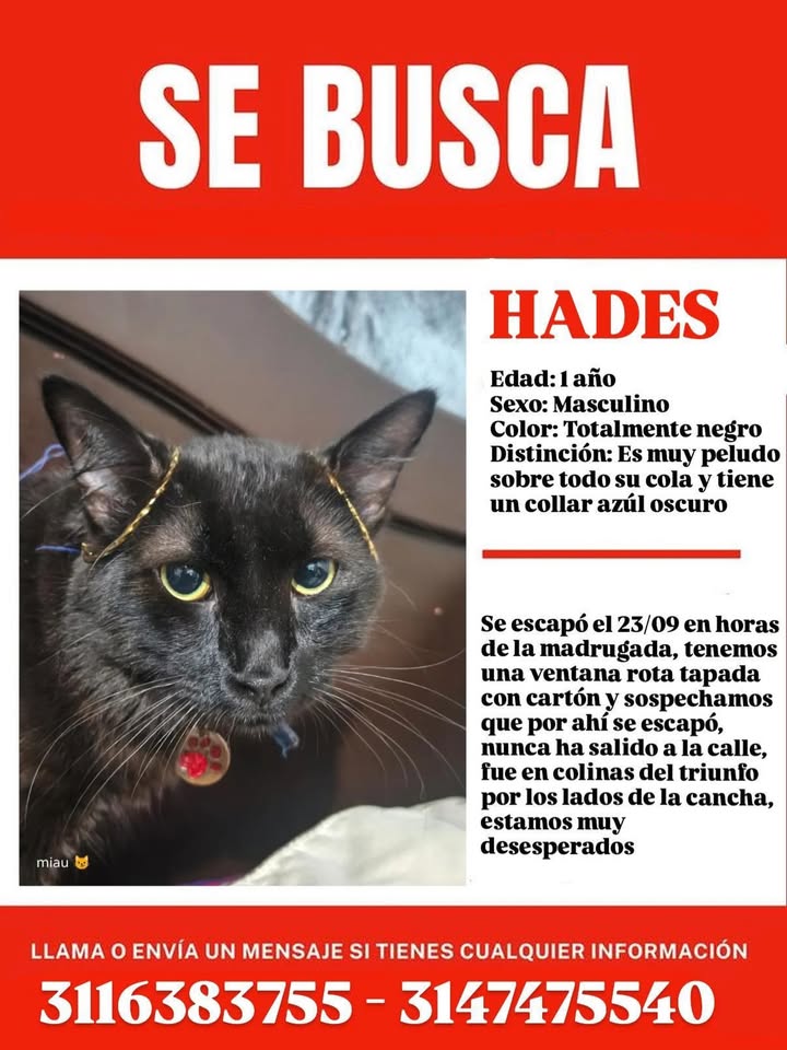 Gato Negro Perdido en Pereira 