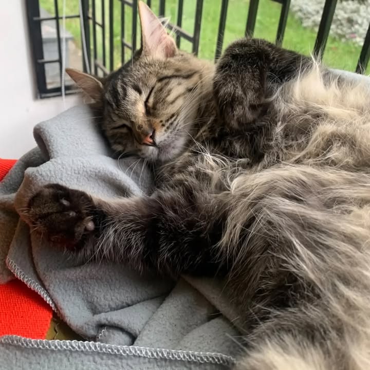 Ragnar, gato en adopción en Bogotá 