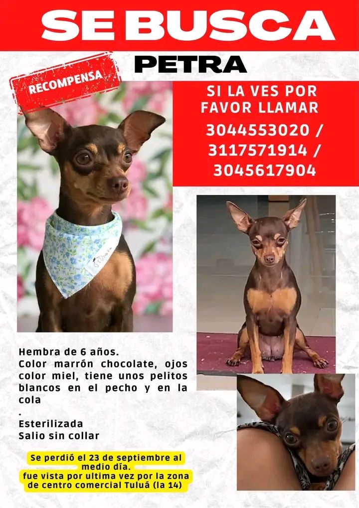 Se busca a Petra, perra miniatura perdida en Tuluá 