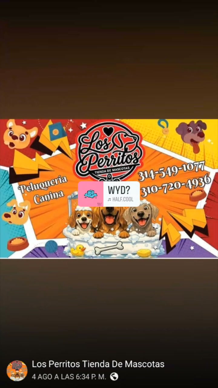 Perro perdido en Amagá 