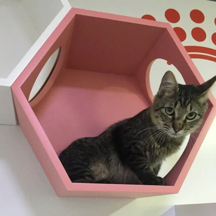 Ragnar, gato en adopción en Bogotá 