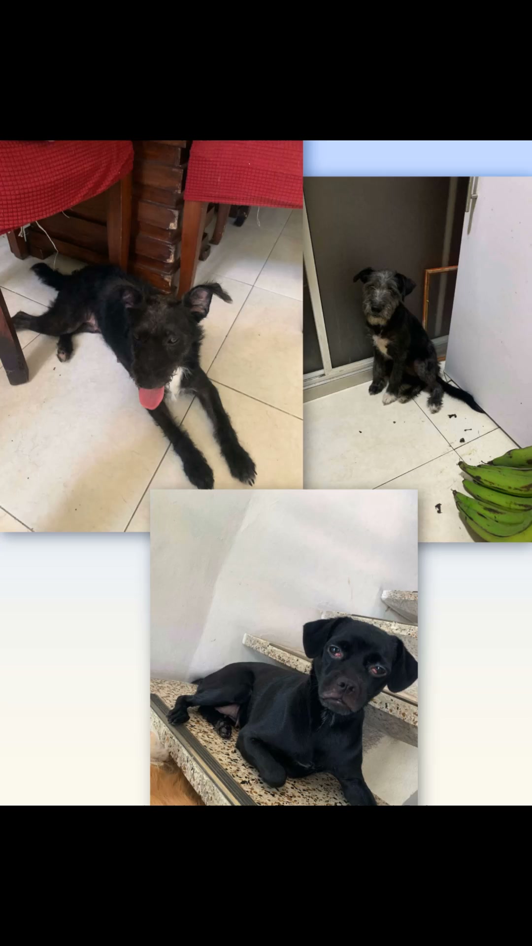 Tres Peluditos Buscan Hogar: Yoquis, Sara y Galleta en Adopción 