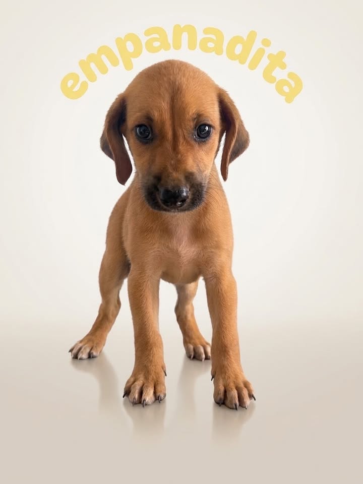 Cachorrita busca familia amorosa en Cartago, Valle 