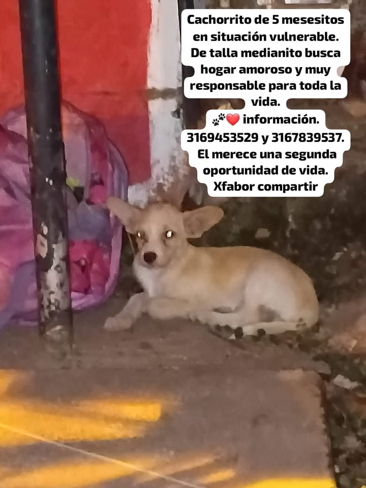 Cachorrito Mediano Buscando Hogar Amoroso en Tuluá 