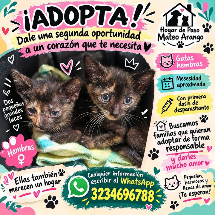 Adopta gato en Manizales Caldas 